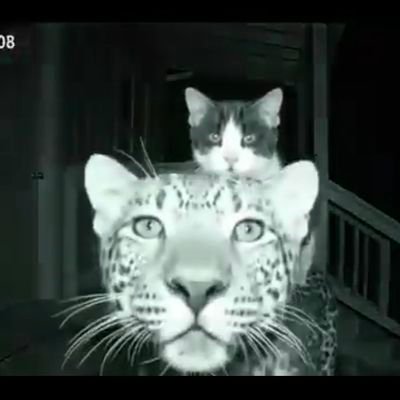 theushqe's profile picture. @vascodagama @dallasmavs