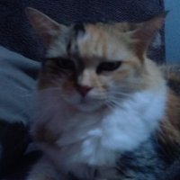 merdolipe e as vozes da cabeça (@liuslipr) 's Twitter Profile Photo