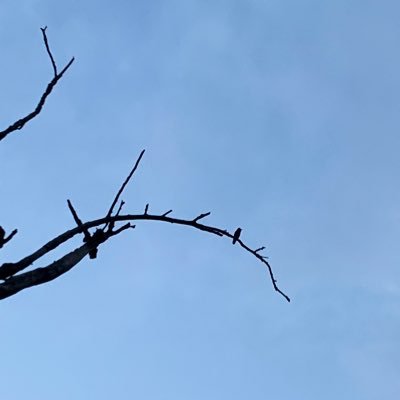 _void_dweller's profile picture. Pan-Islamist 💚 • Anarcho-Communist 🏴 • Pro Humanité 🕊️ • Free Palestine 🇵🇸