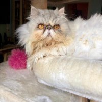 NOK 🐈🦅 (@chanok77999830) 's Twitter Profile Photo NOK 🐈🦅 (@chanok77999830) 's Twitter Profile Photo