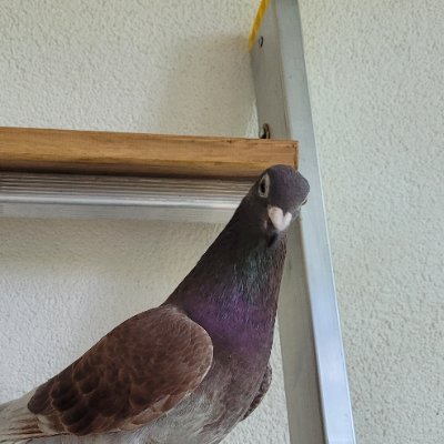 k8wewe's profile picture. 