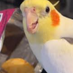 Prawn Cockatiel (@prawncockatiel) Twitter profile photo Prawn Cockatiel (@prawncockatiel) Twitter profile photo