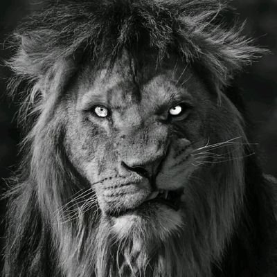 rihtimdaki1's profile picture. 