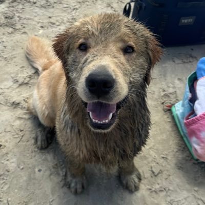 BuffBills17's profile picture. 