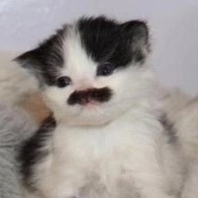 lorranyky's profile picture. Cartomante & Virginiana ♍️| baralho cigano | atendimento e agendamento via WhatsApp