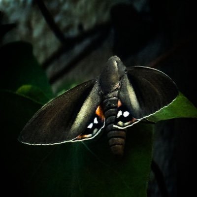 Llusa19's profile picture. Ens volen agenollats i ens trobaran tossuda i orgullosament alçats!!