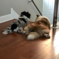 Several Medium Dogs (@pliirp) 's Twitter Profile