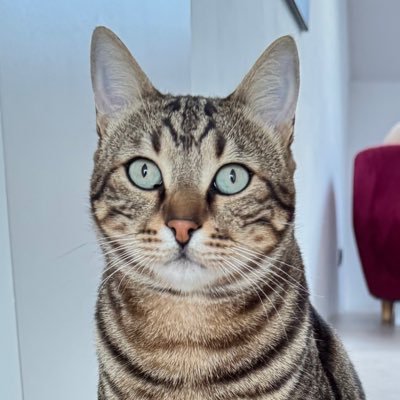They don’t have a voice — but we do. 🐱 Sokak kedileri için buradayız 📲 Support. Share. Save lives. 🧡 #worldofcatsproject