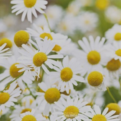 前のアカウントに入れなくなった💦
カーリング【chamomile】【たかみん】 モルック【札幌カーラーズ】【カルシファー】
時々 テニスと卓球も
札幌協会です
