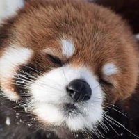 DEARnini (@niniiny_) 's Twitter Profile Photo DEARnini (@niniiny_) 's Twitter Profile Photo
