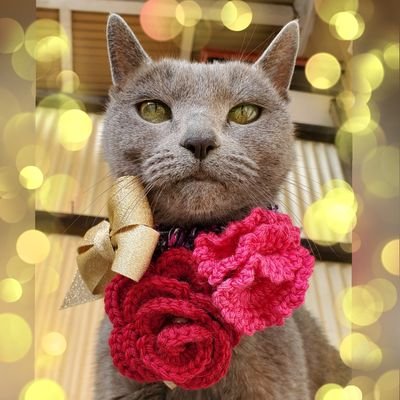 猫アカです。アイコンは私のパートナー愛猫ベレン。2023.4.28に他界しました🌈。ベレンさえいれば何もいらなかったのに。今は2023.5.23生まれのマイペースボーイ賢蔵が私のボーイフレンドとしてがんばっています。
動物大好きです。