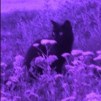 ceres (@ceres_is_ill) 's Twitter Profile