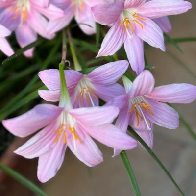 okotr93's profile picture. 保育士・2児の母Webデザイナー｜サムネ・バナー・フィード・スライドなど 保育士経験で培った“寄り添うヒアリング”を活かし、「伝わるデザイン」を丁寧に制作します。世界観づくりから相談OK。制作やご依頼はDMへお気軽にどうぞ。コツコツ積み上げながら、長く関われるお仕事も大切にしています。