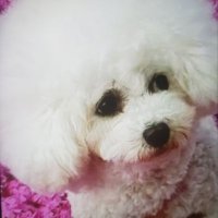カナ・カストロ (Kana Castro) (@kanacastro_) 's Twitter Profile
