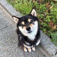 Kotanosuke (@kotanosuke_sol) 's Twitter Profile