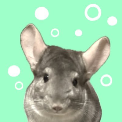 チンチラの