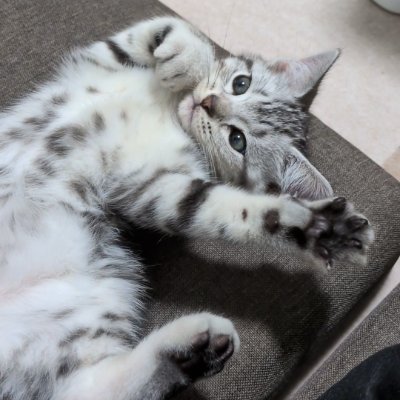 ルアくんとの日常をポストします!
子猫の成長は早いため、あとで見返せるようにしています。
★猫の詳細
名前:ルア
アメリカンショートヘアの男の子
★YouTubeのチャンネル ※毎週水・金・日の20:00に配信
https://t.co/lbc2VZilfr
