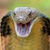 Dangerous COBRA ๐ (@cobradanger_) Twitter profile photo Dangerous COBRA ๐ (@cobradanger_) Twitter profile photo
