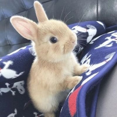 TwistedRoot_66's profile picture. Looser