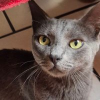 yosepee (@yozepee) 's Twitter Profile