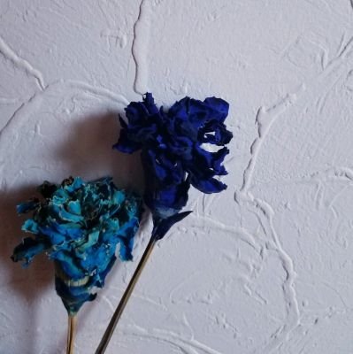 shu_n_desyo's profile picture. 