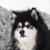 胖胖爱睡觉 (@www1110777) Twitter profile photo 胖胖爱睡觉 (@www1110777) Twitter profile photo