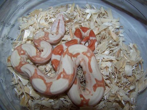 Love Reptiles!