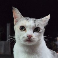 fa (@from_dnwm) 's Twitter Profile