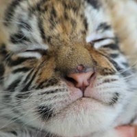 らんらんるー (@nano_yrn) 's Twitter Profile