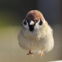 어린참새 (@uttjetdun) 's Twitter Profile
