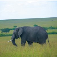 L Junior (@ljunior254) 's Twitter Profile