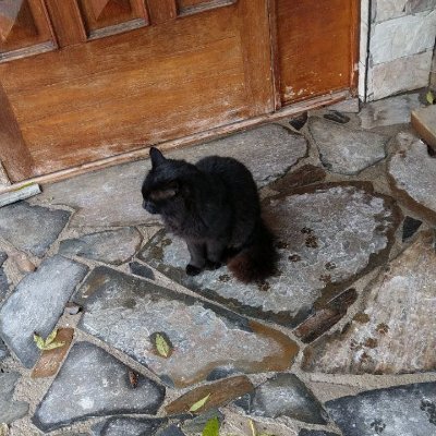 nemoworldorder's profile picture. 