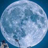 Elon (@elon650111) 's Twitter Profile
