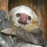 Sloth Life Vibes (@slothlifevibes) 's Twitter Profile