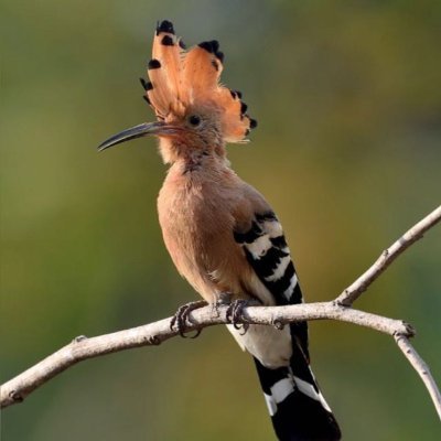 KittrellChuck's profile picture. MAGA America First Trump supporter! Pro-Israel ! Oil and gas professional. Climate Change is a hoax and financial/political scam.  🇺🇸 🇮🇱