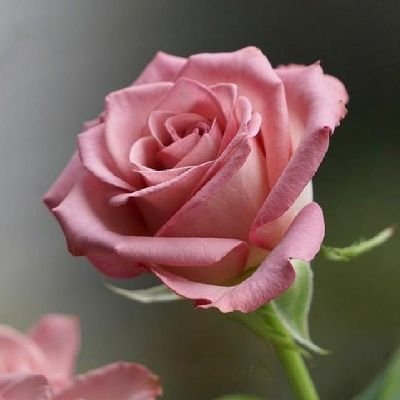 NehaFarhee98879's profile picture. CMO of opslify