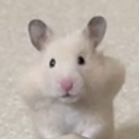 かわいぷん (@o_opun_n) 's Twitter Profile Photo