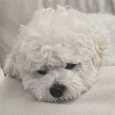 the_first_lucy's profile picture. 왈왈이 덕질생활