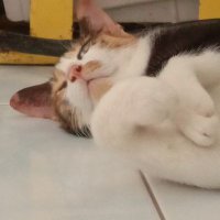 沒鬼 (@vchai) 's Twitter Profile