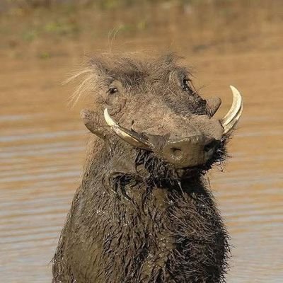 MieszkoI5243's profile picture. 