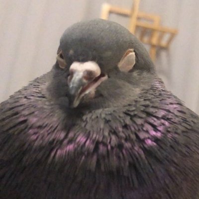 An actual Pigeon
Retweets Pigeons, Robots, Birds, Guns & Girls, mainly Pigeons