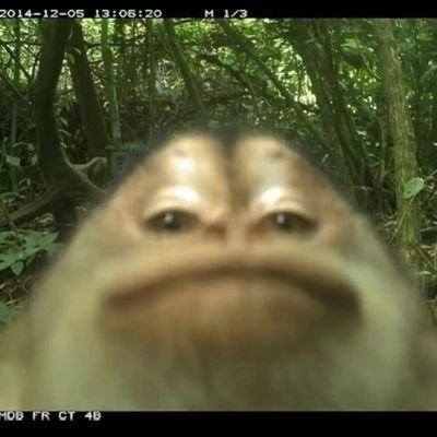 kaleemisst's profile picture. 