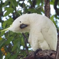 Jurassic Parrot (@jurassic_parrot) 's Twitter Profile Photo Jurassic Parrot (@jurassic_parrot) 's Twitter Profile Photo