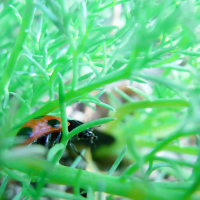 風薫 @毎日趣味写真 (@kaoru_kmp_kaze) Twitter profile photo