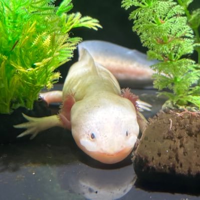 長大水産の虎ファンです