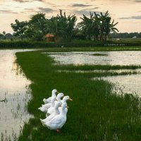 Deepak kumar (@deepak4cipet) 's Twitter Profile