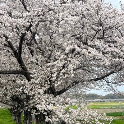 hokuto_sugita's profile picture. 自営業のホクト社長の杉田実です 幅広い分野の仕事をお手軽な価格で承っております！ 解体工事 伐採 造園 家の外構工事 片付け 引越し 屋根、家周りの塗装 草刈り 除草 などを専門に致します。