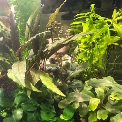 植物専門の高3。 水草諸々、サトイモ科諸々、多肉諸々、ブルーベリーを育てています。 植物の話、大歓迎です!盆栽、チランジア、ビカクシダにも興味持ち始めました