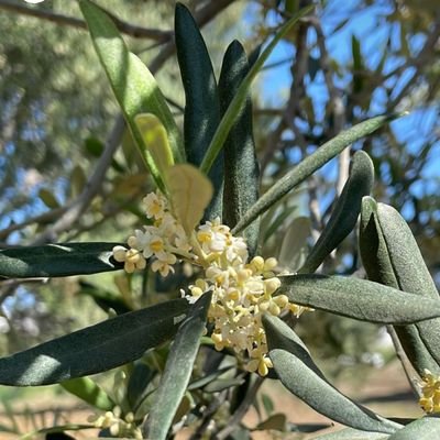 zafer_avcii's profile picture. MAKÜ, Msc - Uluslararası Ticaret