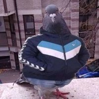 YOUR_FATHER_PEGION_ (@tech_singh7) 's Twitter Profile